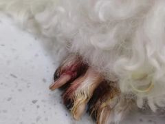 -艾贝尔宠物诊疗