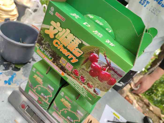 旅顺刘老五樱桃园-"樱桃的采摘时间,人超级多啊,车都没有地方.