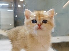 -飞行喵MR PILOT|猫舍·猫咖(静安大融城店)