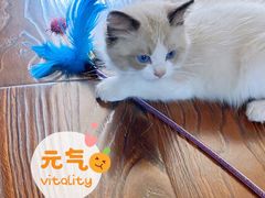 -猫十亿·布偶金渐层·曼基康矮脚猫舍(青年路店)