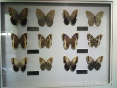 -上海昆虫博物馆