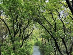 -梧桐山风景名胜区