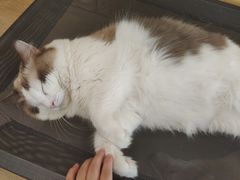 -南京Hallo宠物乐园·哈罗犬舍·柴犬繁育基地