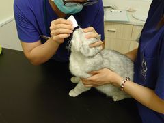 -凯特喵百思猫专科医院