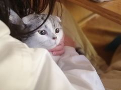 -喵屿·大理花园猫咖