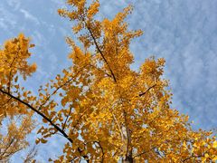 -汉长安城未央宫国家考古遗址公园