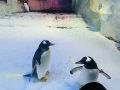 -芜湖新华联大白鲸海洋公园