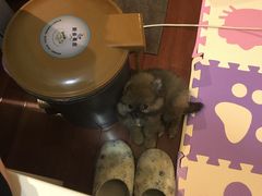 -翊宠yipet猫狗购宠庄园犬舍•猫舍