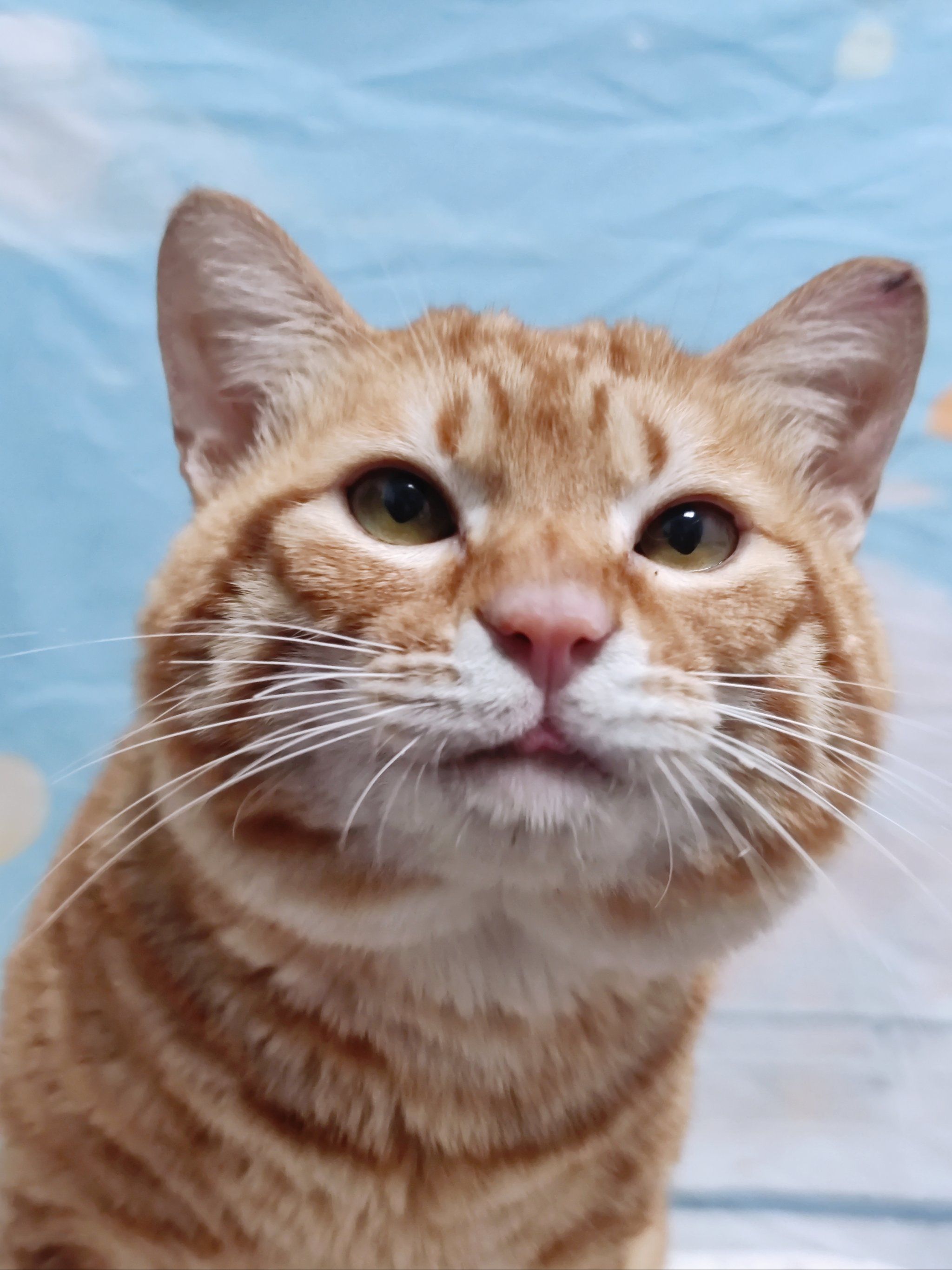 橘猫