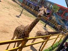 -西霞口神雕山野生动物世界