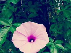 -江门古兜温泉小镇