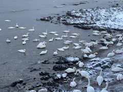 -烟墩角天鹅湖