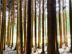 -武陵山森林公园