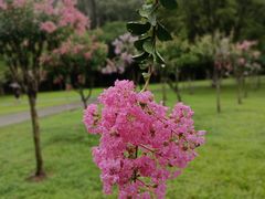 -莲花山公园