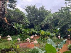 -海南热带野生动植物园