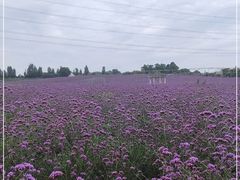 -紫颐香薰山谷景区