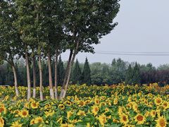 -汉长安城未央宫国家考古遗址公园