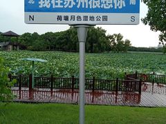 -荷塘月色湿地公园·向阳花洲