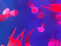 -成都浩海立方海洋公园