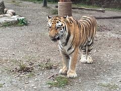 -上海野生动物园老虎餐厅