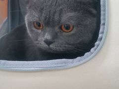 -小叮当动物医院·骨科·眼科