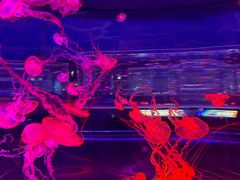 -上海海昌海洋公园