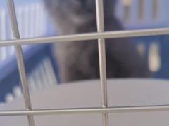 -艾贝尔宠物医院·24H转诊中心·肿瘤猫专科(江宁双龙店)