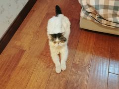 -米苏动物医院·犬猫专科·骨科外科内窥镜