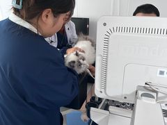 -天使宠物医院·犬猫分诊(彩虹店)