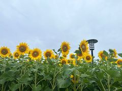 -杭州湾海上花田景区