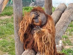 -西霞口神雕山野生动物世界