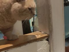 -猫小院猫主题咖啡厅(北锣店)