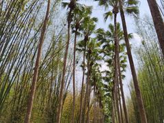 -中国科学院西双版纳热带植物园