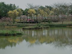 -天适樱花悠乐园