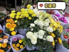 -曲阳花鸟市场(曲阳路店)