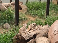 -大连森林动物园