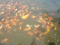 -西湖外事游船(花港观鱼码头)