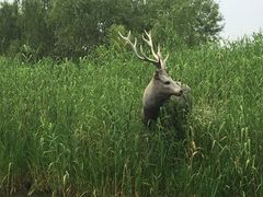 -溱湖国家湿地公园