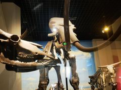 -国家自然博物馆