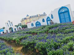 景点-百万葵园