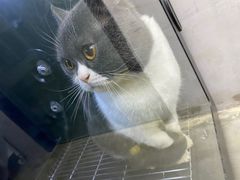 -PETKIT小佩宠物·低压洗护(国顺东路店)