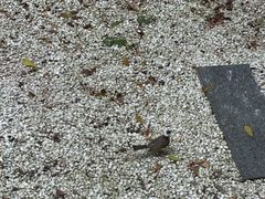 -佰园全日西餐厅-厦门佰翔软件园酒店