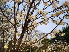 -天适樱花悠乐园