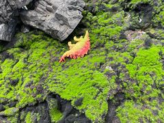 -斯坦星球AI编程·机器人科创·科学实验·信奥·思维·STEM·乐高·竞赛考级(长宁虹桥大融城荟聚中心)