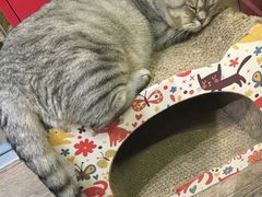 -小时光咖啡馆(开森度假森林店)