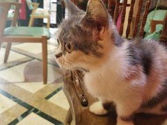 -猫色咖啡·猫咖