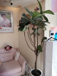 -玛妮雅科技纤体美容