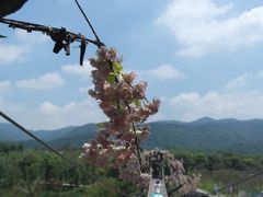 -天适樱花悠乐园