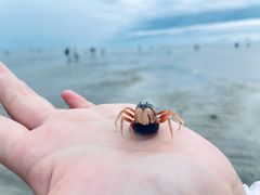 -红树林天天赶海