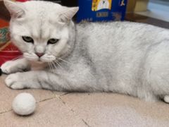 -袖虎宠物·金渐层缅因猫舍(灵芝店)